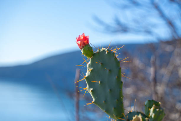 cactus in Queen Sirikit Botanic Garden,chiangmai Thailand