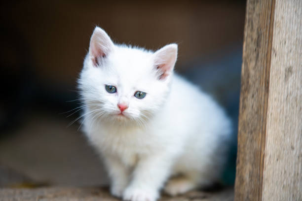 Adorable white kitten with blue eyes outdoors