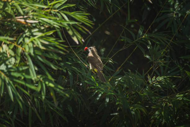 a Yellow-vented Bulbul perched on a bamboo branch, savoring a juicy red berry. The bird's distinctive yellow vent feathers are visible as it holds the fruit in its beak.
