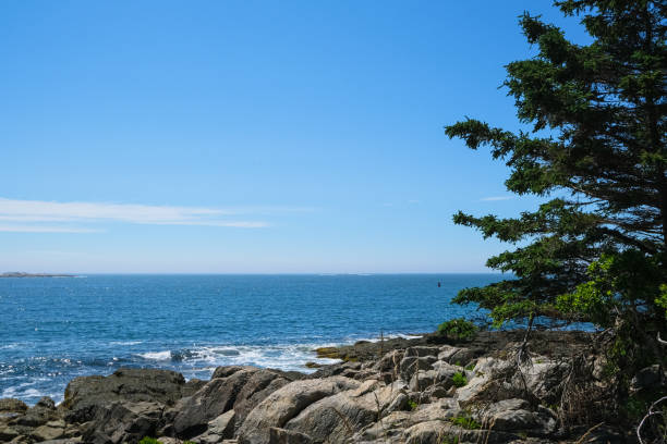 istock north atlantic ocean and rocks, pine tree at coastline 2180361923