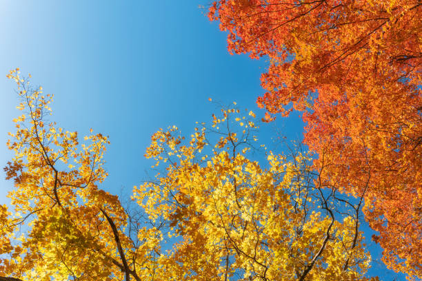 istock Colorful, bright autumn foliage maple tree top leaves against sunny, blue sky 2180362307
