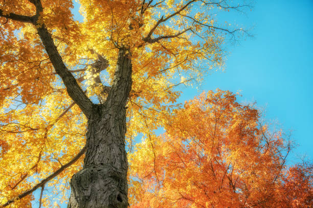 istock Upward view of colorful autumn maple trees 2180362348