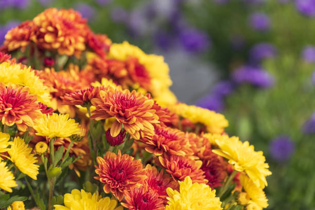 istock Autumn Mums or Chrysanthemums in bloom 2180362361