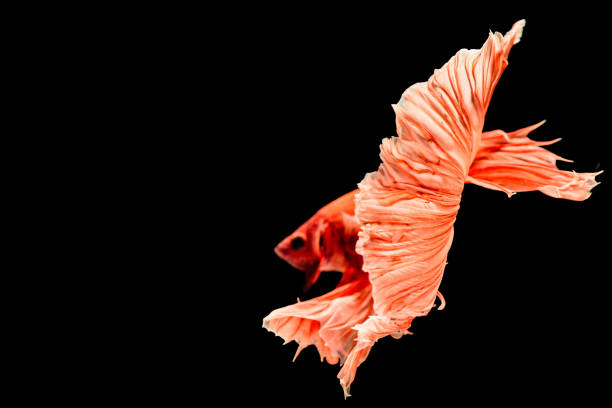 istock Thai fighting fish, fighters of the water . 2180365231