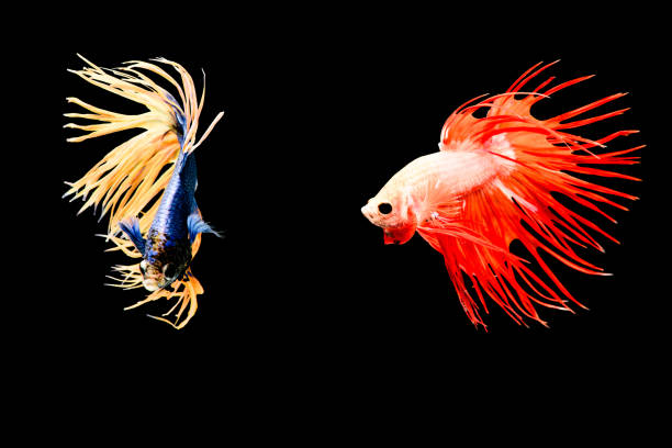 istock Thai fighting fish, fighters of the water . 2180365770