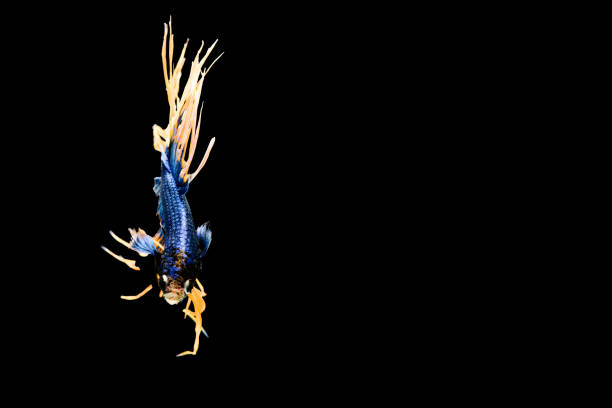 Thai fighting fish are beautiful and competitive.