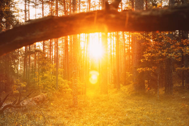 Sunlight Sunrays Shine Through Fallen Tree Trunk. Beautiful Sunset Sun Sunshine In Sunny Autumn Coniferous Forest. Autumn Season. Sunset Sunrise In Summer Forest Trees. Bright Sunshine.