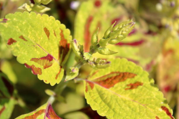 istock Coleus as a Houseplant 2180367234