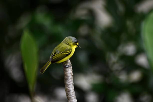istock yellow bird and black mask 2180370998