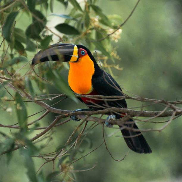 istock the elegance of the toucan 2180373929