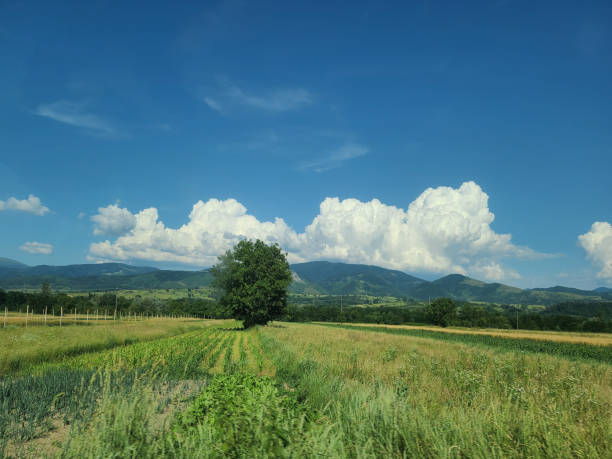 Landscape with a meadow in the foreground, graceful weeping willows with their characteristic drooping branches creating a natural border, and rolling blue mountains receding into the distance beneath a brilliant sky filled with fluffy white cumulus clouds. The image symbolizes perfect natural harmony and peaceful abundance, representing the restorative power of unspoiled countryside where the elegant beauty of weeping willows enhances the timeless pastoral landscape that nurtures both body and soul.