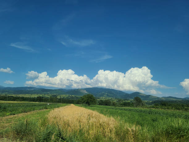 A dry field next to a forest.