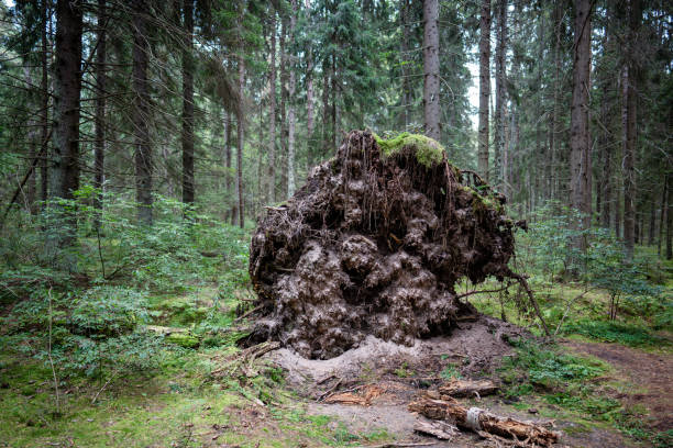 Tree with exposed broken roots, felled by wind during hurricane in middle of forest on edge of woods. Natural disaster aftermath, consequences of natural emergency, power in nature, forest incident