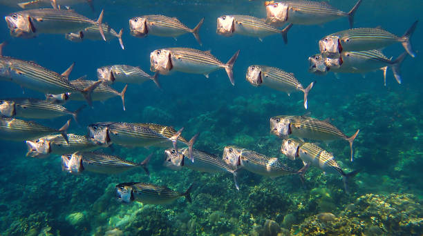 istock Funny school of Mackerel fish at a coral reef 2180380193