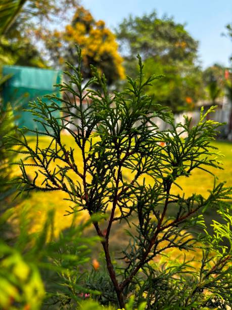 green leaf in the garden