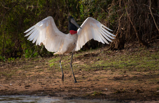 istock Brazilian Jabiru with open wings 2180388615