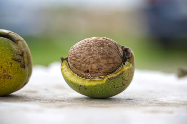 istock Closeup of fresh walnut inside green husk on a blurred natural background 2180389252