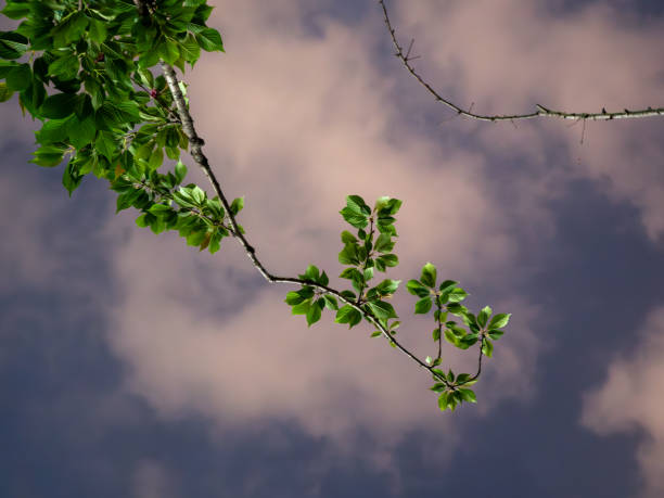 close up of branches lit by street lampen against dark cloudy sky
