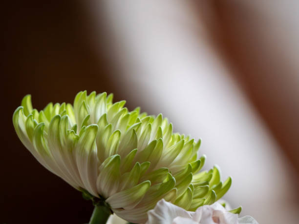 White and green chrysanthemum flowerclose up