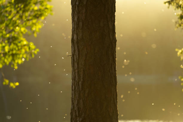 istock Insects flying around a tree trunk in early morning light 2180397408