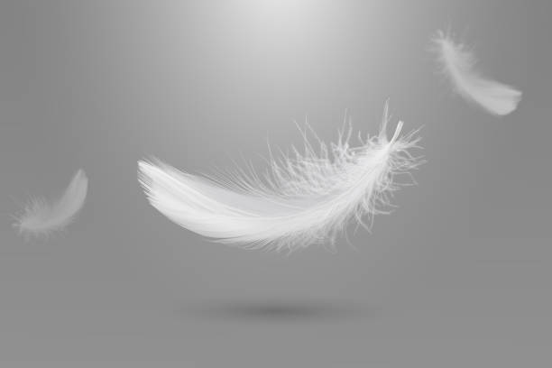 istock Abstract White Bird Feathers Falling in The Air. Fluffy Downy, Peace. Softness of Floating Feathers. Feather on Gray Background. 2180402546