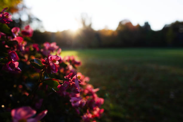 istock Autumn flowers in sunrise 2180407602