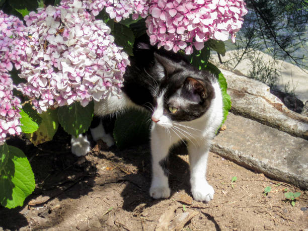 A black and white cat in the garden