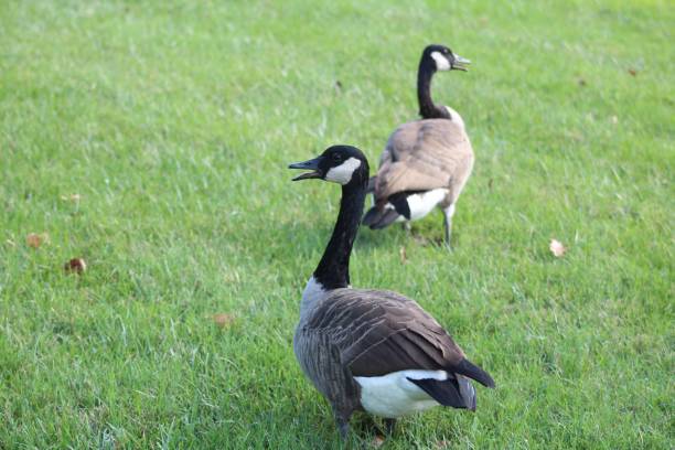 istock Canada geese on a grassy field. 2180408127