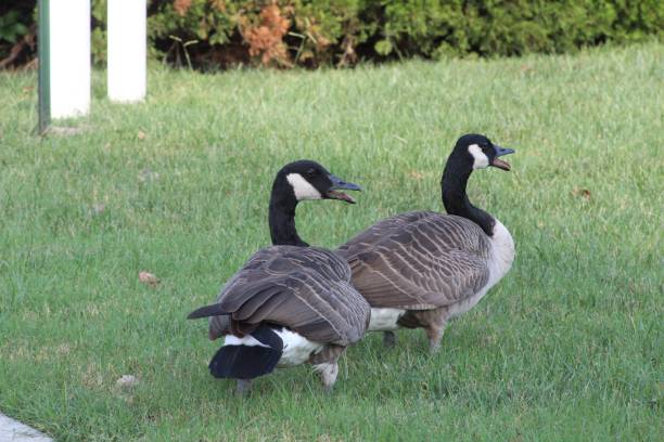 istock Canadian geese on green grass in a park. 2180408139