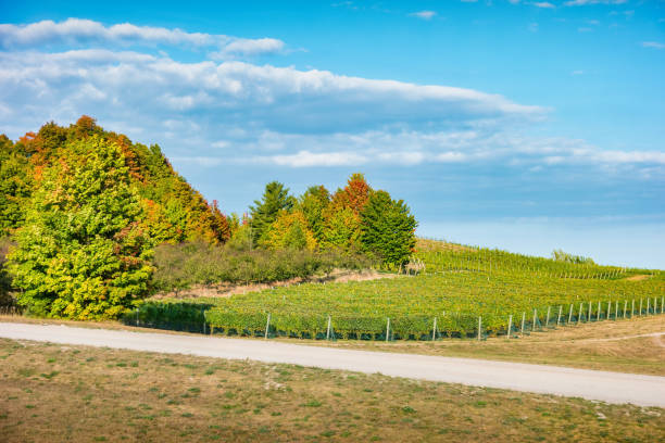 Grapevines view