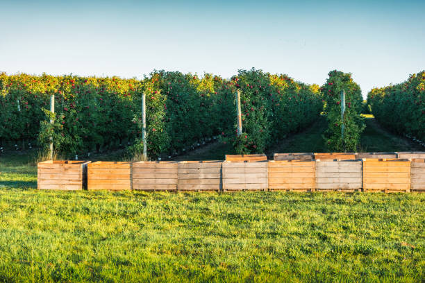 Apple crates at an apple orchard in Michigan, USA during harvest.