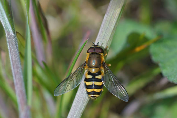 istock A close-up view of a Syprhus hoverfly perched on a green plant stem. 2180411521