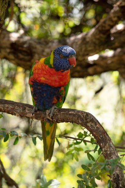 istock the rainbow lorikeet is perched on a branch 2180412008
