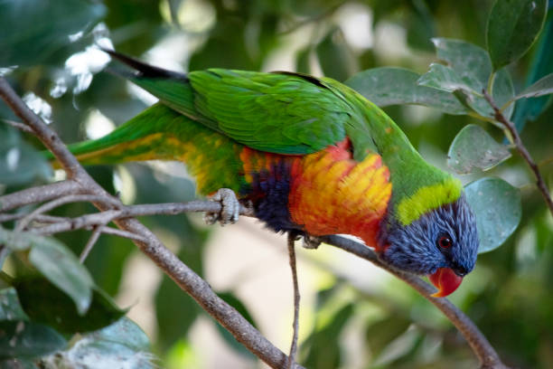 istock this is a side view of a rainbow lorikeet looking down 2180412066
