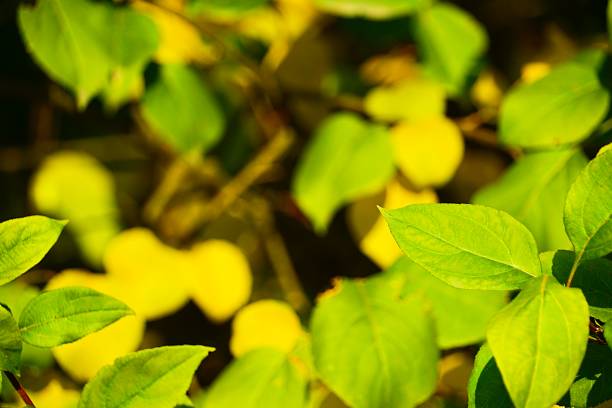 istock Plant, greenery, botany, grass, foliage, forest, nature, park, autumn, tree, moss 2180412093