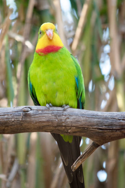istock this is a superb parrot on a branch 2180412186