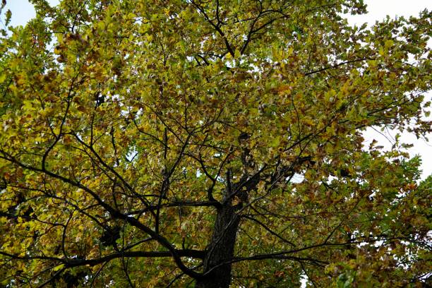 istock Plant, greenery, botany, grass, foliage, forest, nature, park, autumn, tree, moss 2180412210