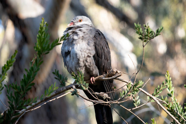 istock the white headed pigeon is perched on a branch 2180412227