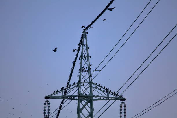 istock Birds Resting on Power Lines at Dusk 2180412349
