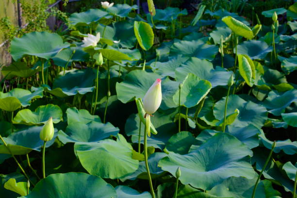 istock Blossoming Lotus in Ulsan Pond 2180412361