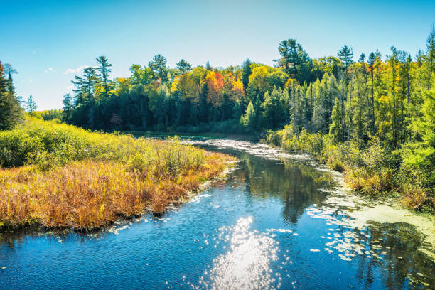 A bright sunlight on the top of the trees on a marsh