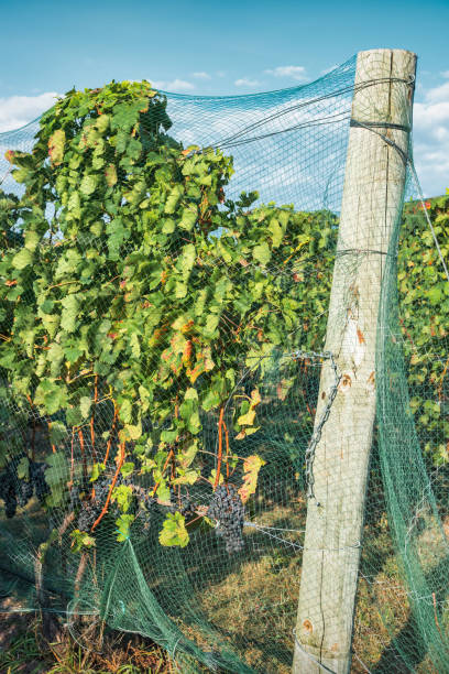 Vineyard with ripe grapes near Traverse City in Michigan, USA.