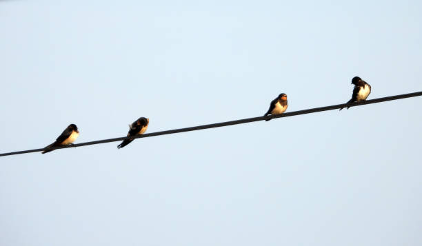 istock swallows with offsprings sitting on the wires 2180416283