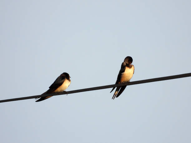 istock swallows with offsprings sitting on the wires 2180416323