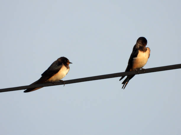 istock swallows with offsprings sitting on the wires 2180416351
