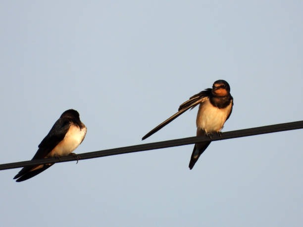 istock swallows with offsprings sitting on the wires 2180416362