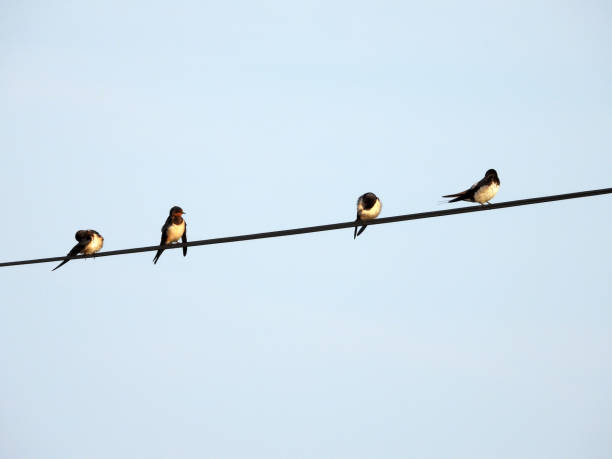 istock swallows with offsprings sitting on the wires 2180416422