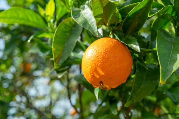 Ripe orange fruit on orange tree between lush foliage. View from below.