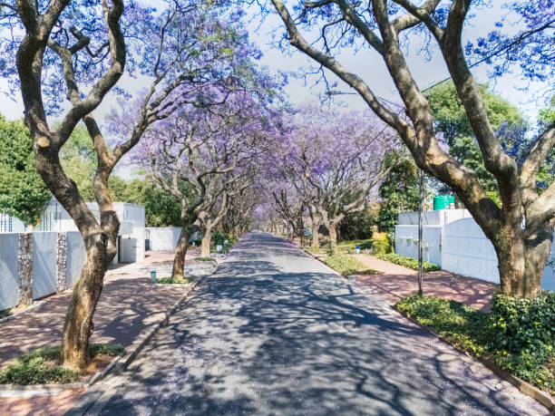 Jacaranda trees in bloom in, Johannesburg