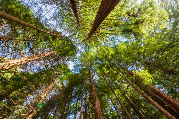 Forest upwards view to the treetops.
